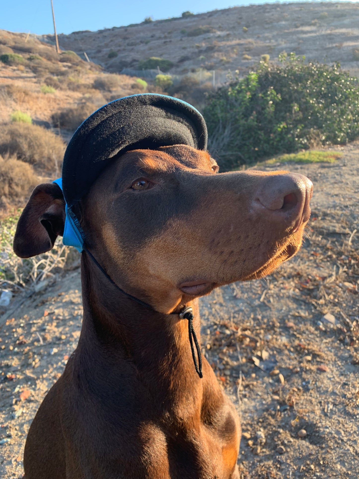 Dali Dog Hats
