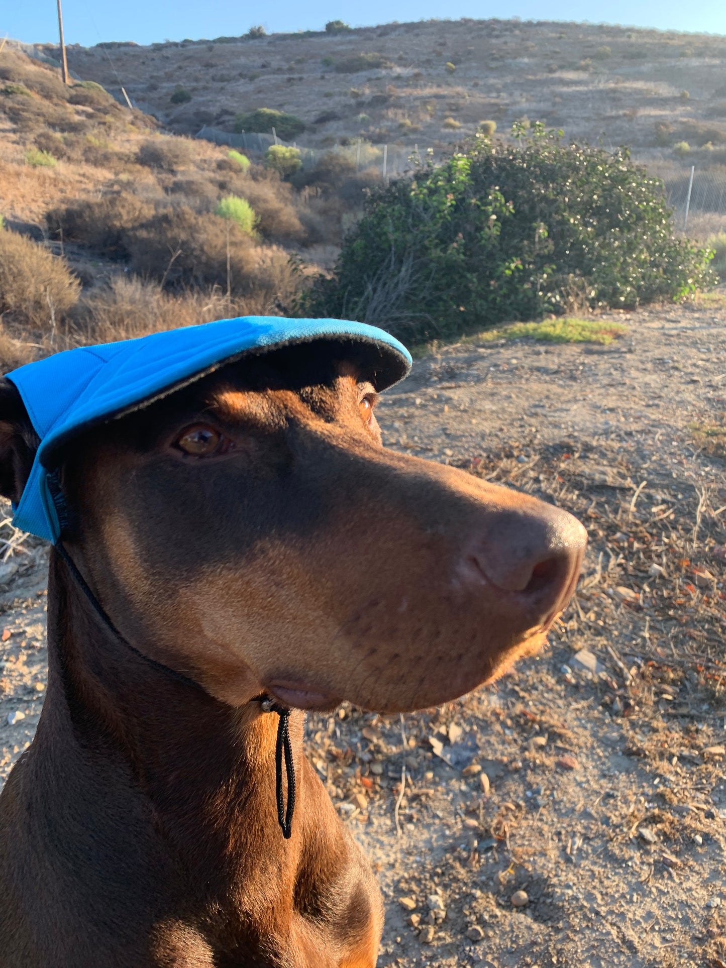 Dali Dog Hats